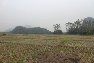 田野风光远处山峦与树木