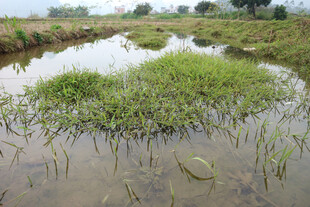 水田中的翠绿秧苗