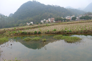 乡村水田边的宁静村落