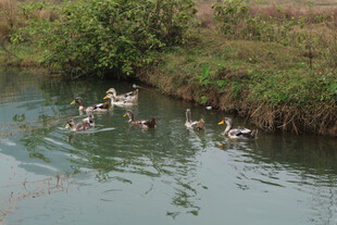 乡村小河中嬉戏鸭群