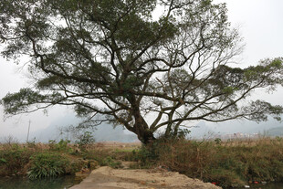 旷野孤树尽显自然静谧