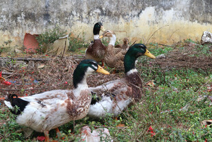 草地上的几只鸭子