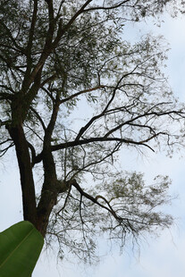 挺拔大树与蓝天相映成景