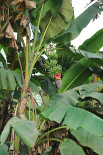 香蕉林中的多彩景象