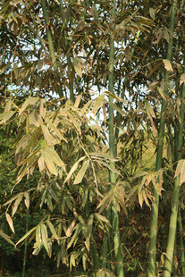 阳光下的翠绿竹林