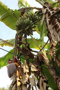 香蕉树上的成熟香蕉串
