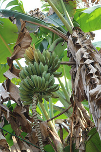 香蕉树上的青香蕉串