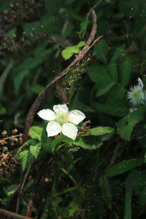 林间绽放的素雅小白花