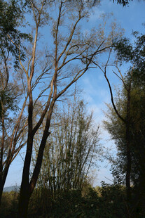 秋日树林枝干伸向蓝天