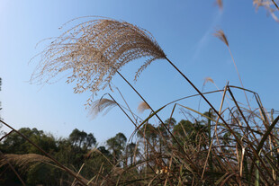 蓝天之下摇曳的蓬松芦苇