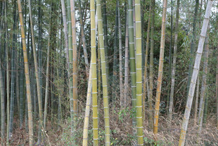 竹林中的挺拔翠竹