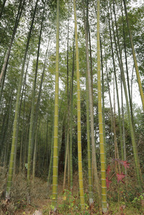 翠绿竹林自然清新之景