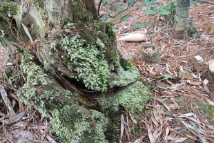 长满青苔的古老树桩