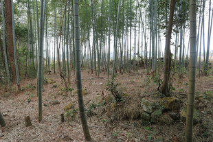 茂密竹林中的自然景象