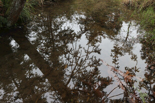 林间积水倒映树木景象