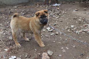 土狗站在碎石地面
