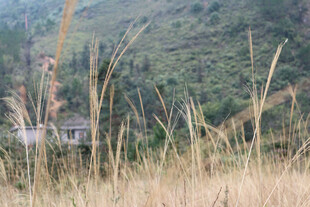 山间金黄草丛中的远村景象