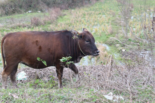 田野中行走的棕色耕牛