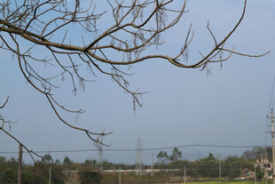 光秃树枝下的开阔景象