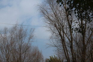 冬日枯树与蓝天景象