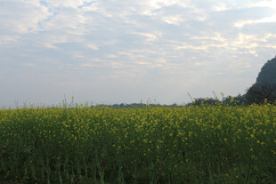 油菜花田