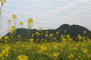 金黄油菜花田与远山美景