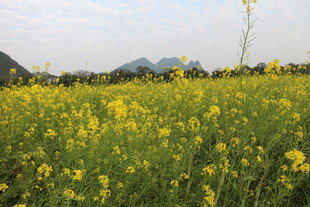 金黄油菜花海田园风光