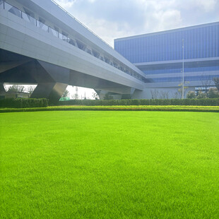 城市中的大片翠绿草坪