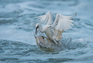 白鹭捕鱼