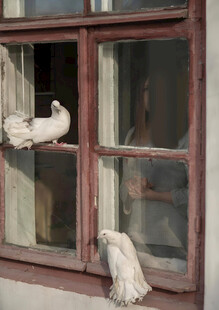 窗边的白鸽