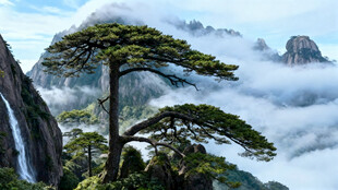 黄山迎客松云海壮丽景观