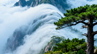 黄山云海中的挺拔松树