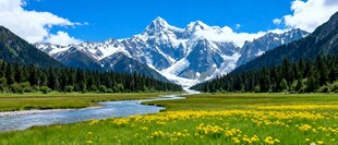 雪山下的草原花海美景