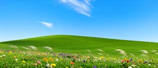 春日绿野繁花美景