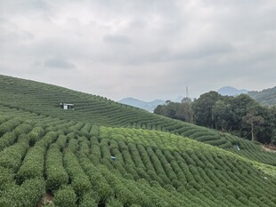 茶园摄影 图片