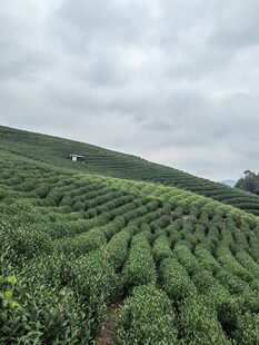 茶园 茶树 摄影