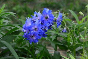高翠雀花  