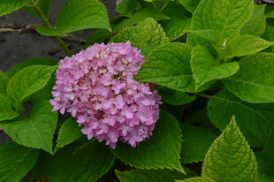 绣球花  