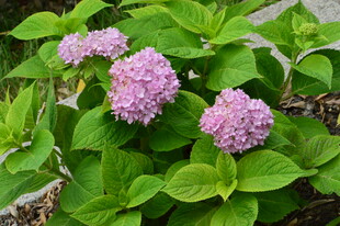 绣球花  
