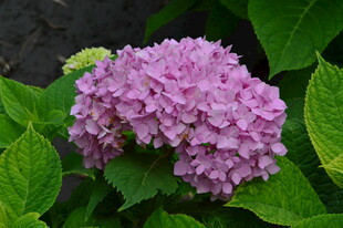 绣球花  