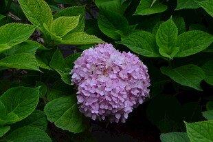绣球花 