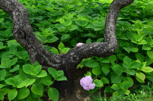 绣球花  