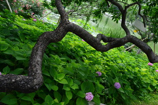 绣球花  