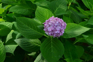 绣球花 
