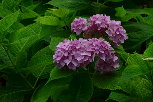 绣球花  