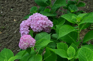 绣球花  