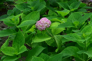 绣球花 