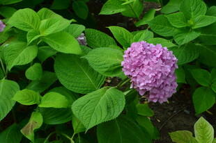 绣球花  