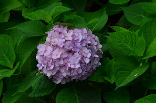 绣球花  