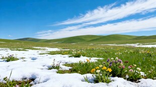 草原雪景野花点缀其间